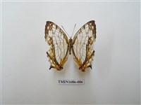 藏品(網絲蛺蝶)的圖片